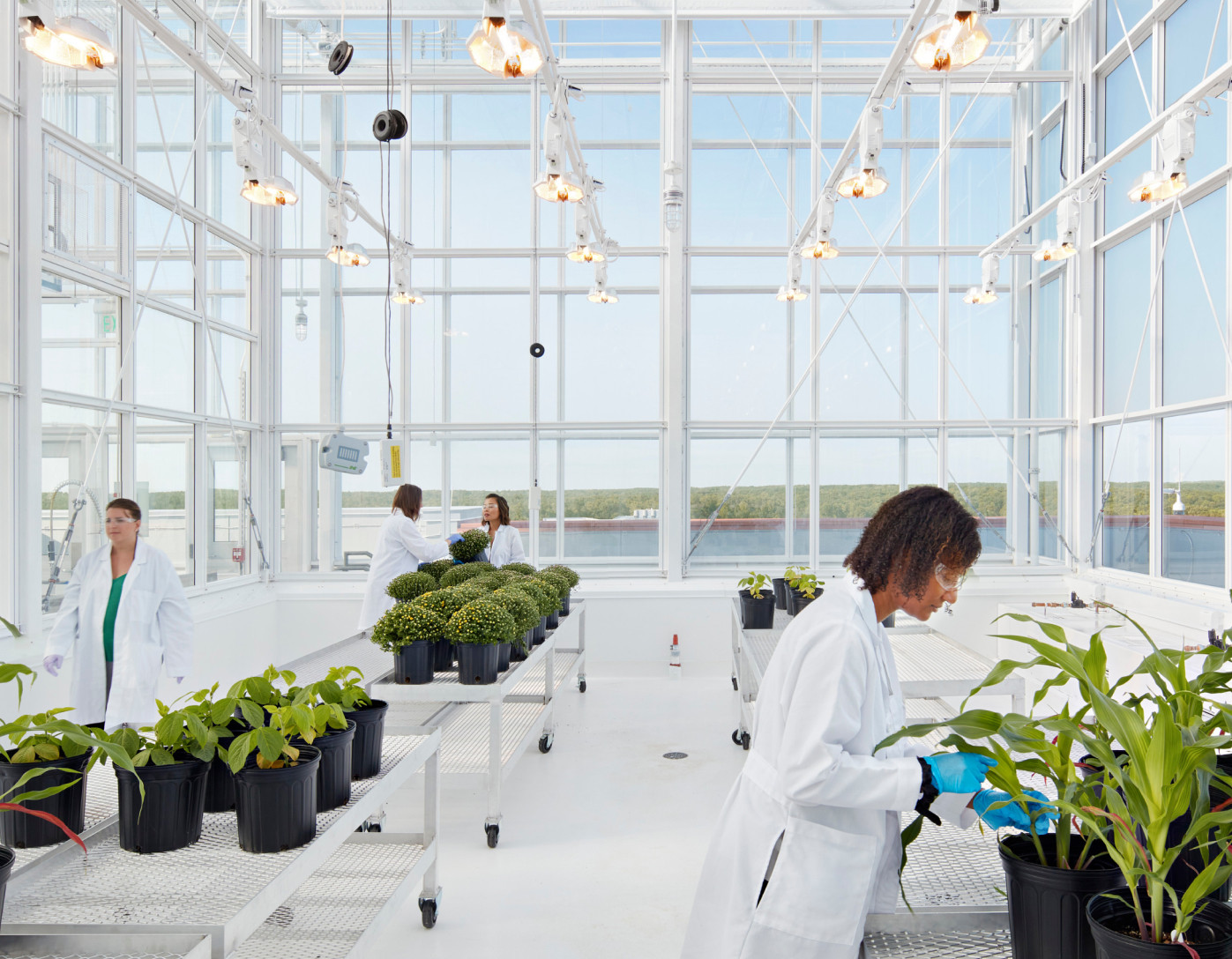 scientists working in modern plant science laboratory